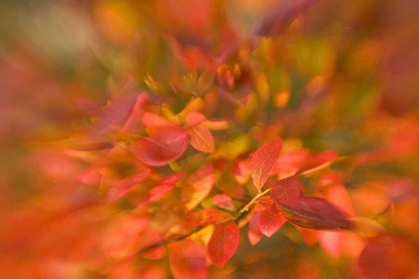 ME, Harpswell Impressionistic autumn foliage